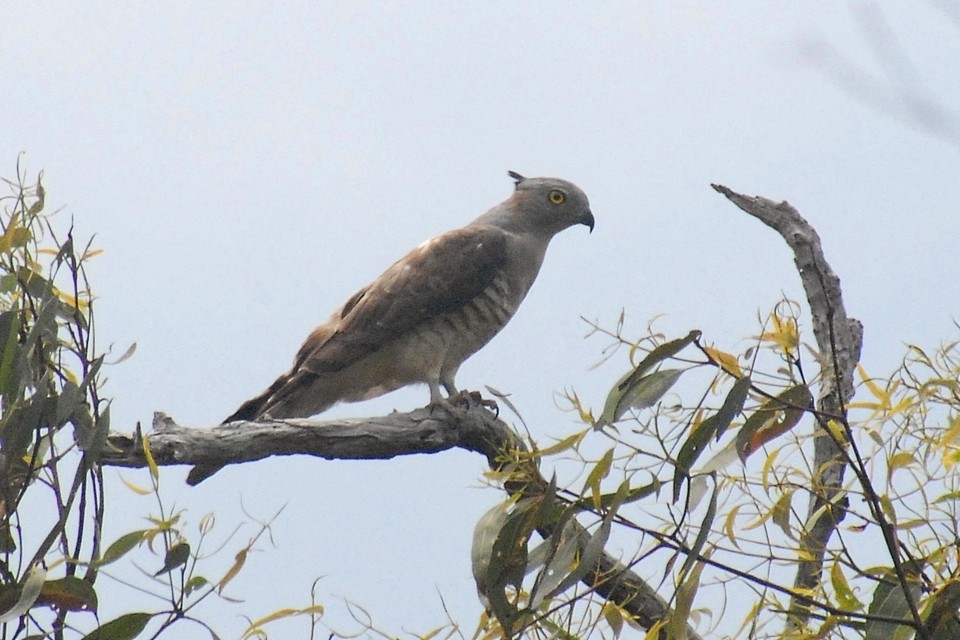 Pacific Baza (Aviceda subcristata)